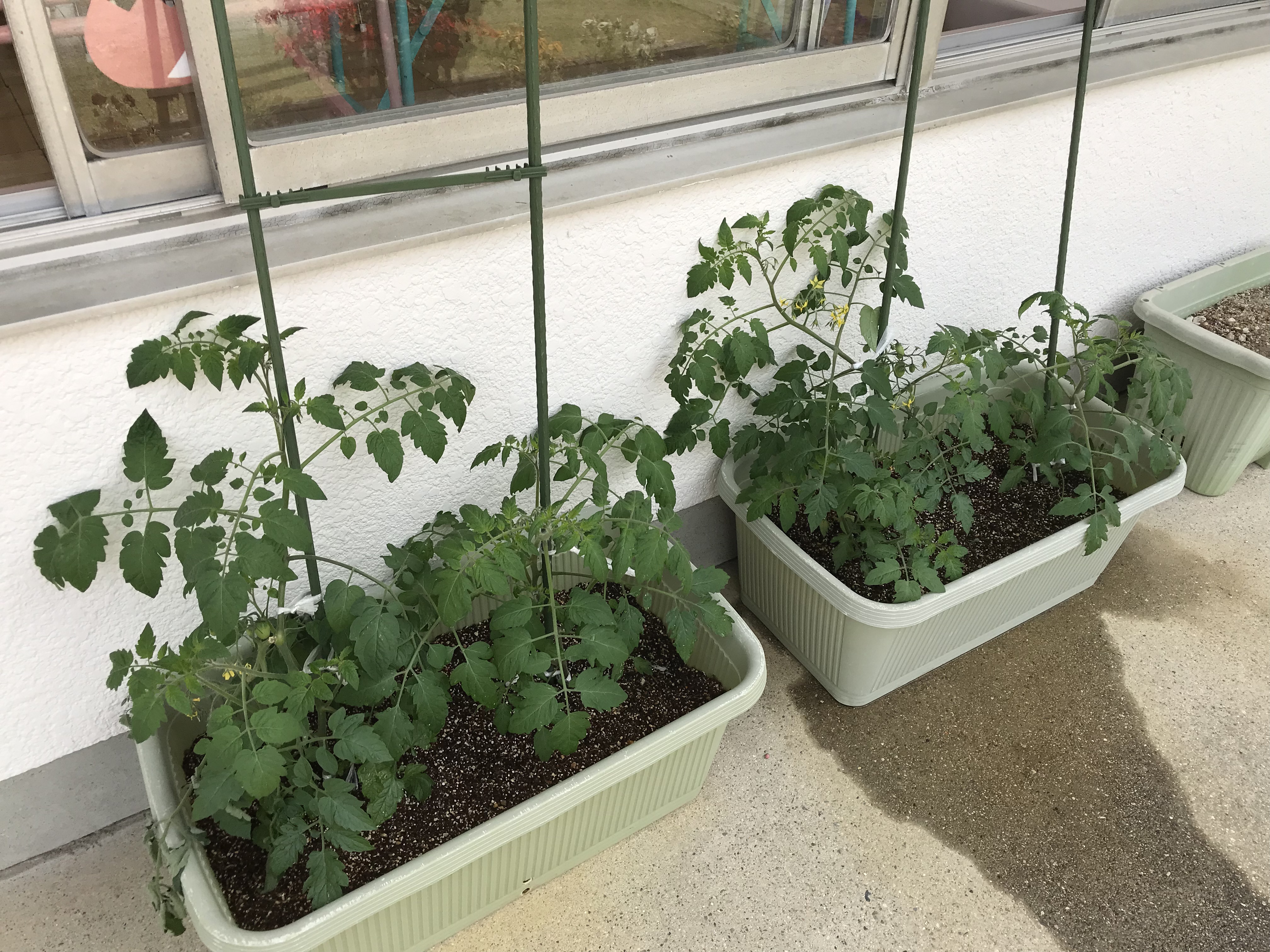 トマト栽培 １ 第二松元幼稚園カラフルブログ